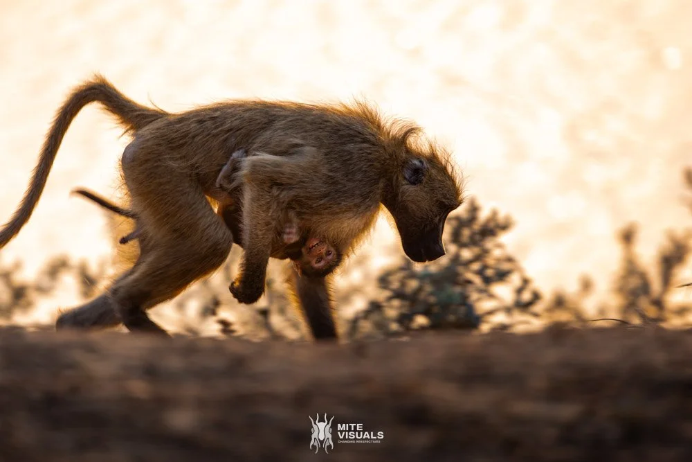 Zambia | Travel Photography and Videography | Mite Visuals